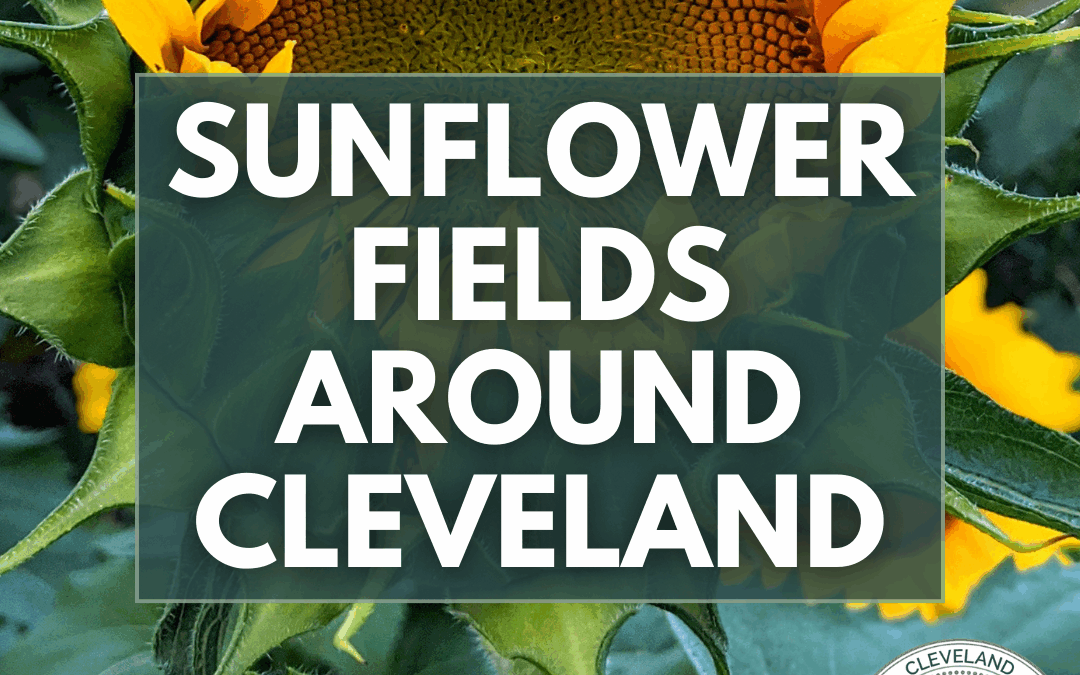Sunflower Fields Around Cleveland